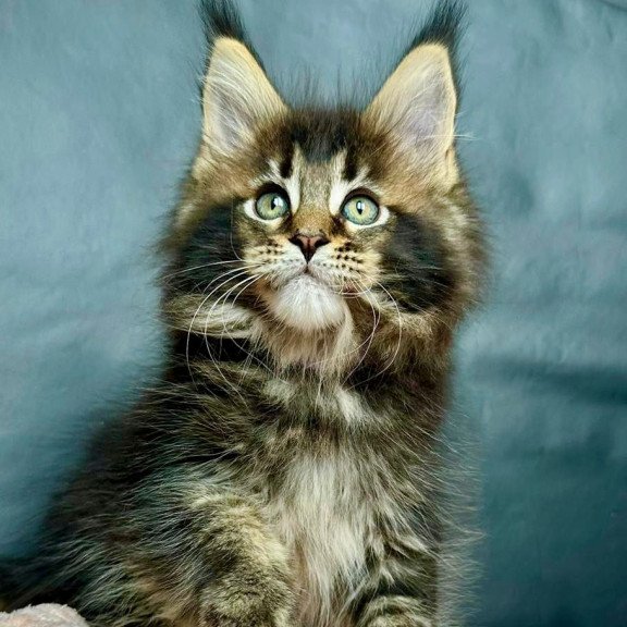 Maine Coon MAR Odin