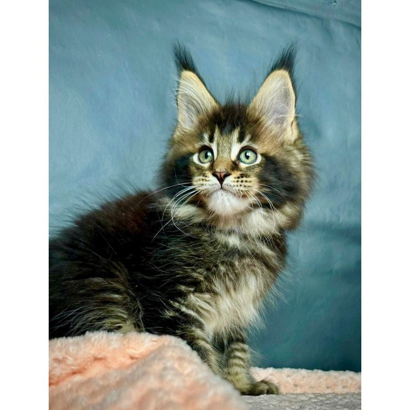 Maine Coon MAR Odin