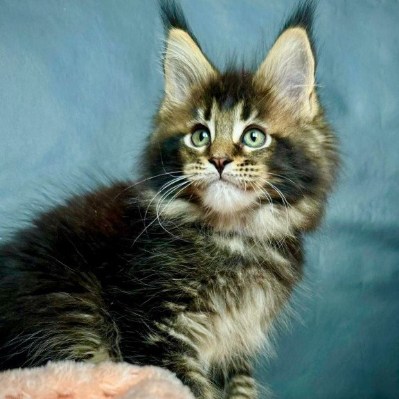 Maine Coon MAR Odin