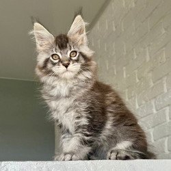 Maine Coon NOV Xan