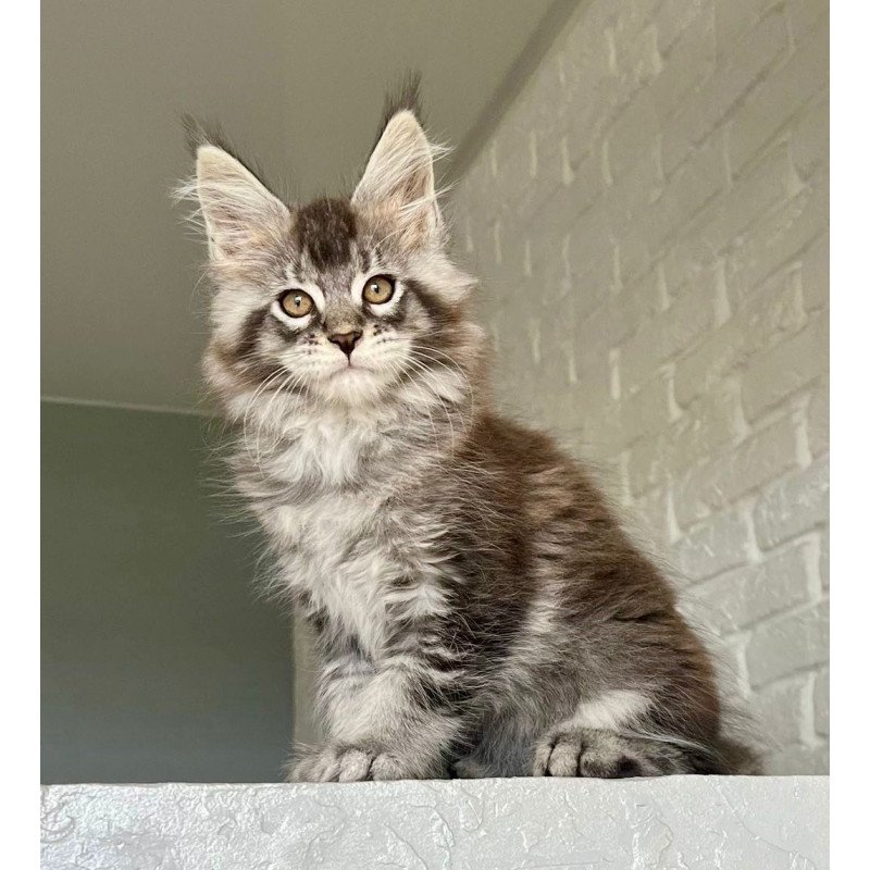 Maine Coon NOV Xan