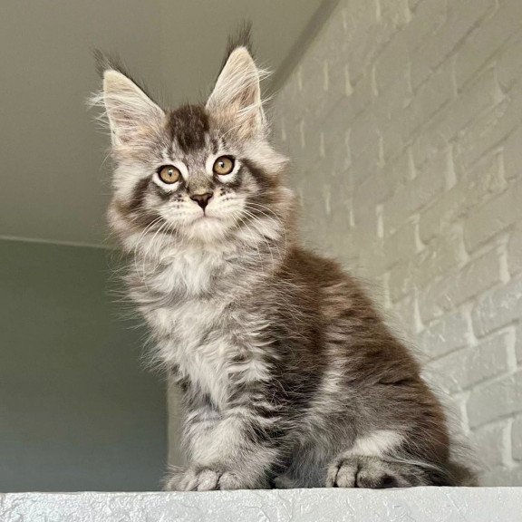 Maine Coon NOV Xan