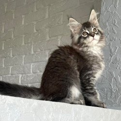 Maine Coon NOV Xan