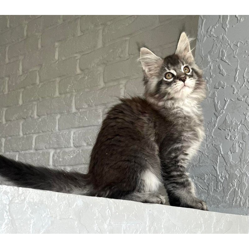 Maine Coon NOV Xan