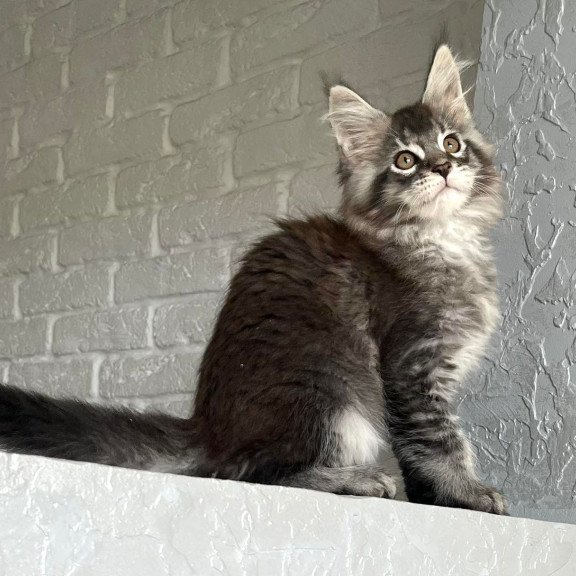 Maine Coon NOV Xan