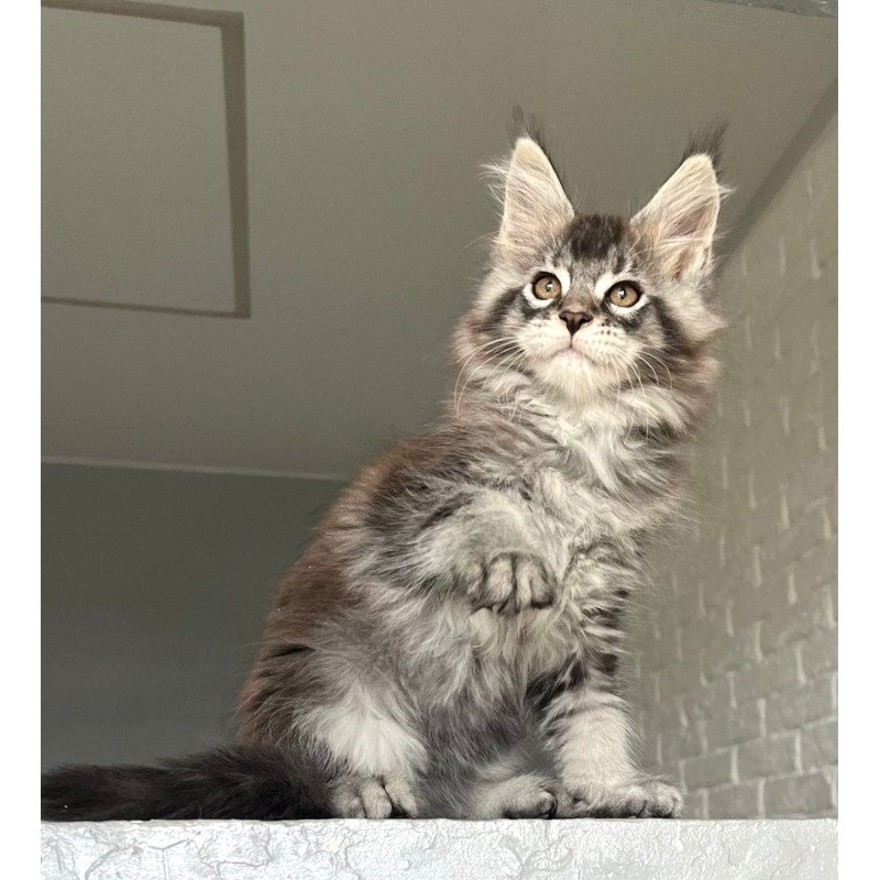 Maine Coon NOV Xan