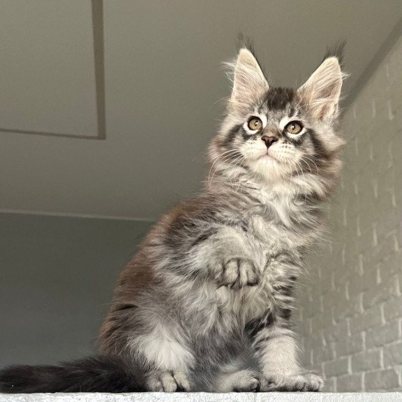 Maine Coon NOV Xan