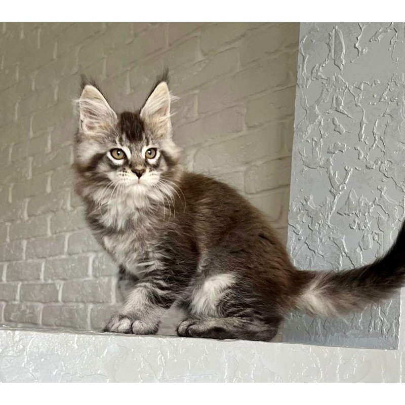 Maine Coon NOV Xan