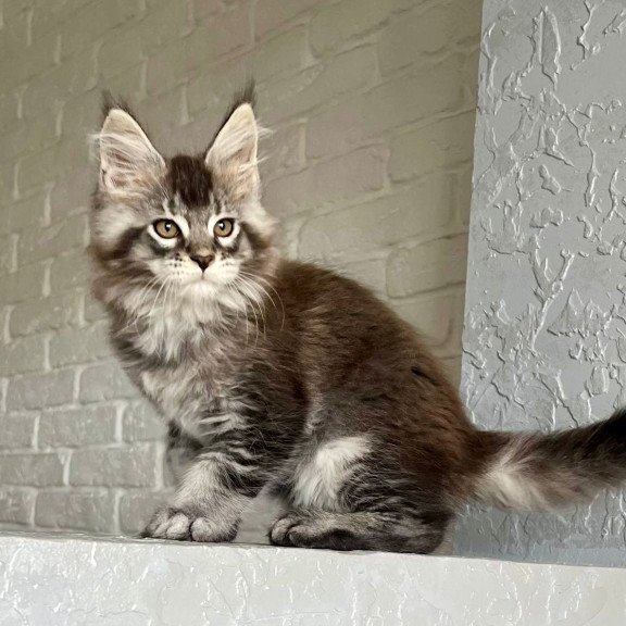 Maine Coon NOV Xan