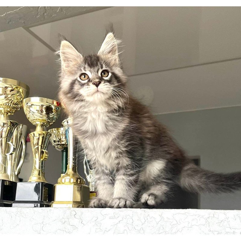 Maine Coon NOV Xan