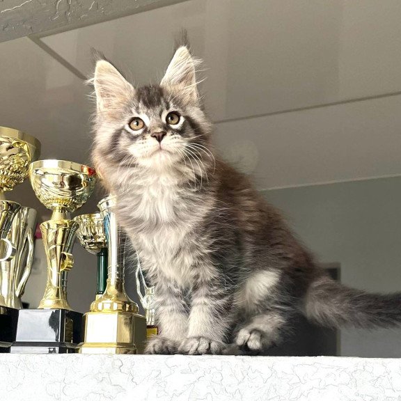 Maine Coon NOV Xan
