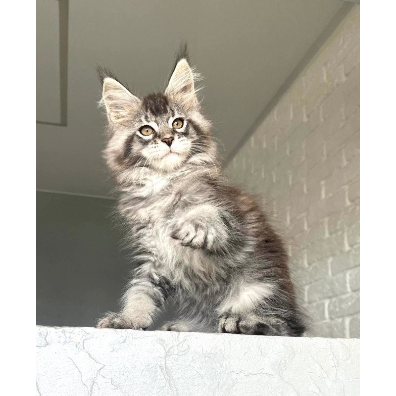 Maine Coon NOV Xan