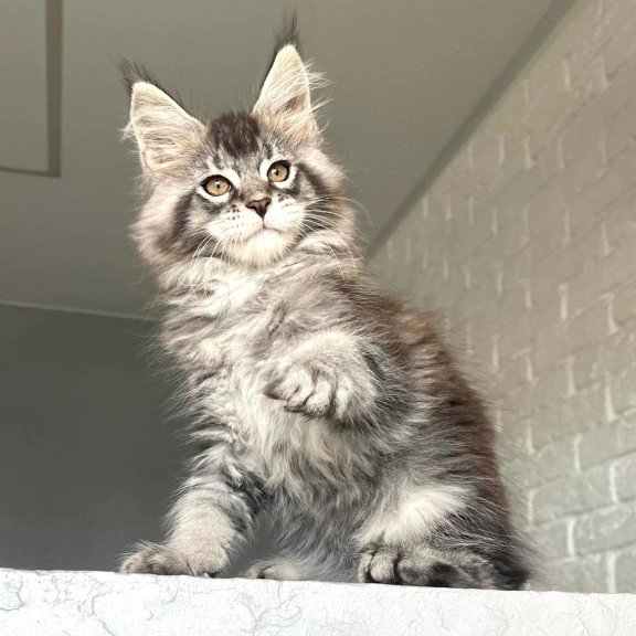 Maine Coon NOV Xan
