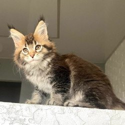 Maine Coon NOV Xakim