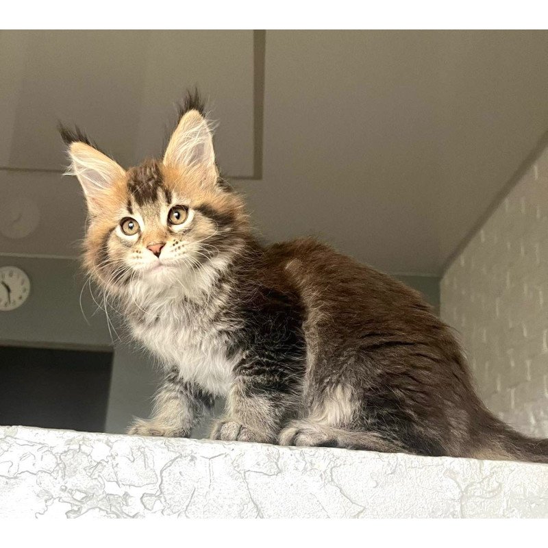 Maine Coon NOV Xakim