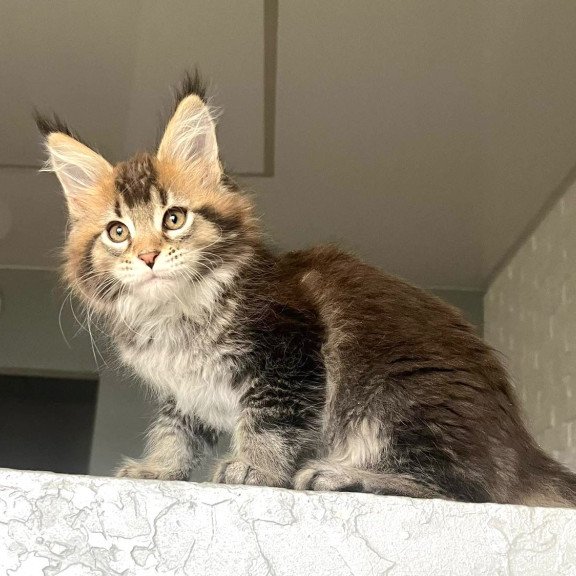 Maine Coon NOV Xakim