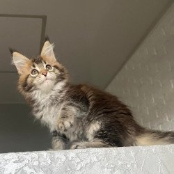 Maine Coon NOV Xakim