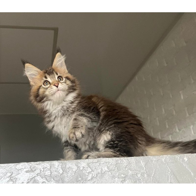 Maine Coon NOV Xakim