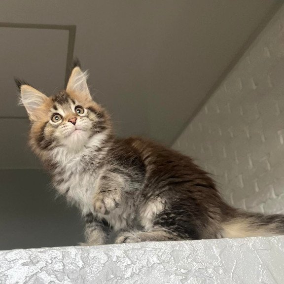 Maine Coon NOV Xakim