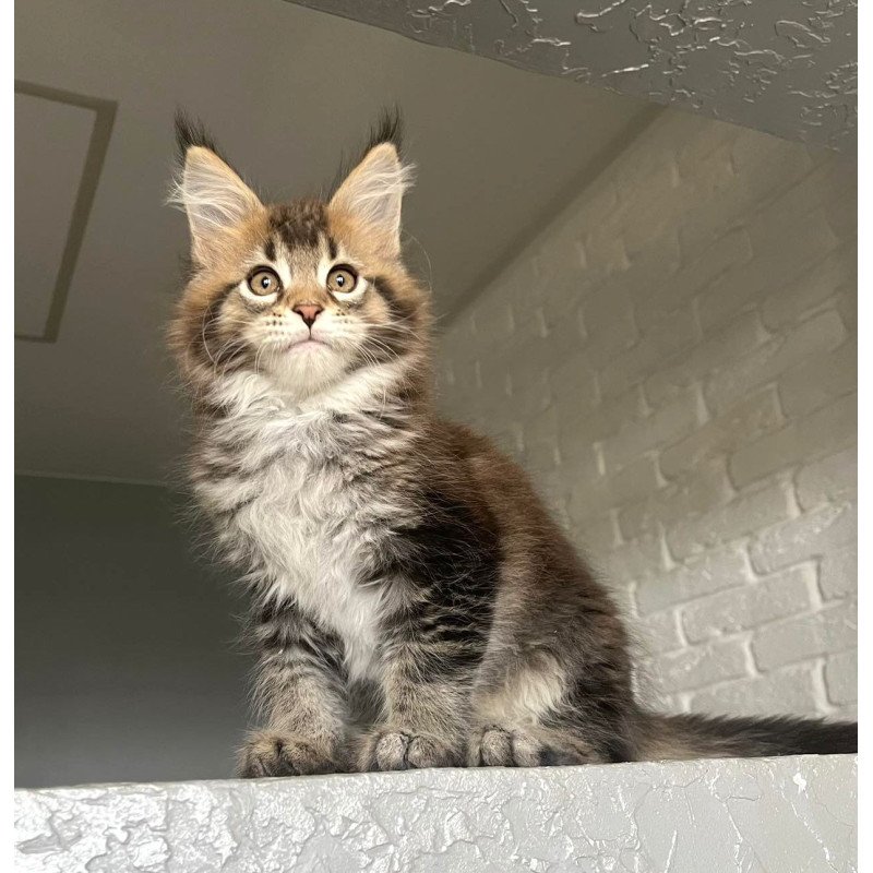 Maine Coon NOV Xakim