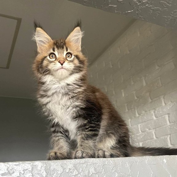 Maine Coon NOV Xakim