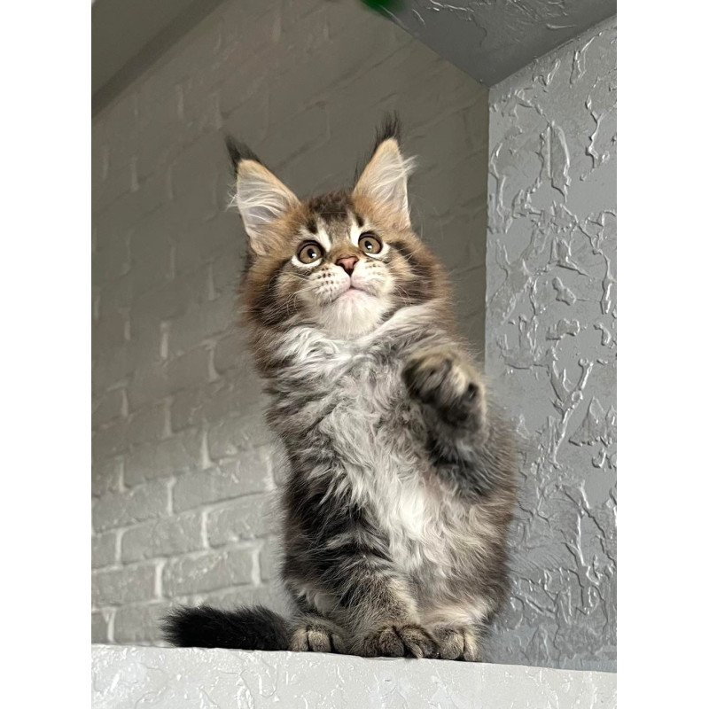Maine Coon NOV Xakim