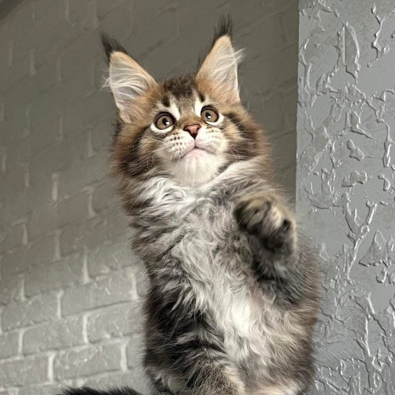 Maine Coon NOV Xakim