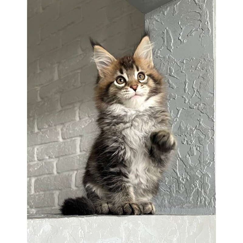 Maine Coon NOV Xakim