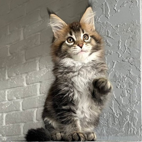Maine Coon NOV Xakim