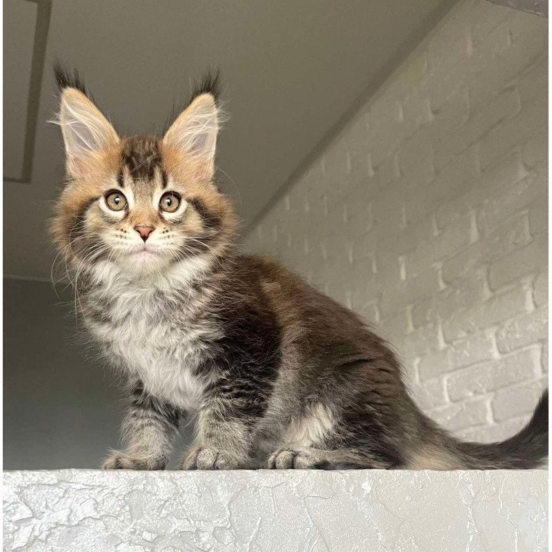 Maine Coon NOV Xakim