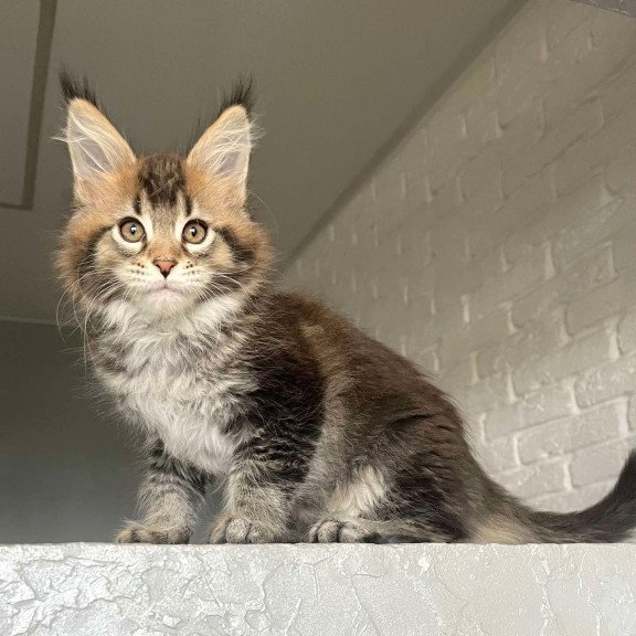 Maine Coon NOV Xakim