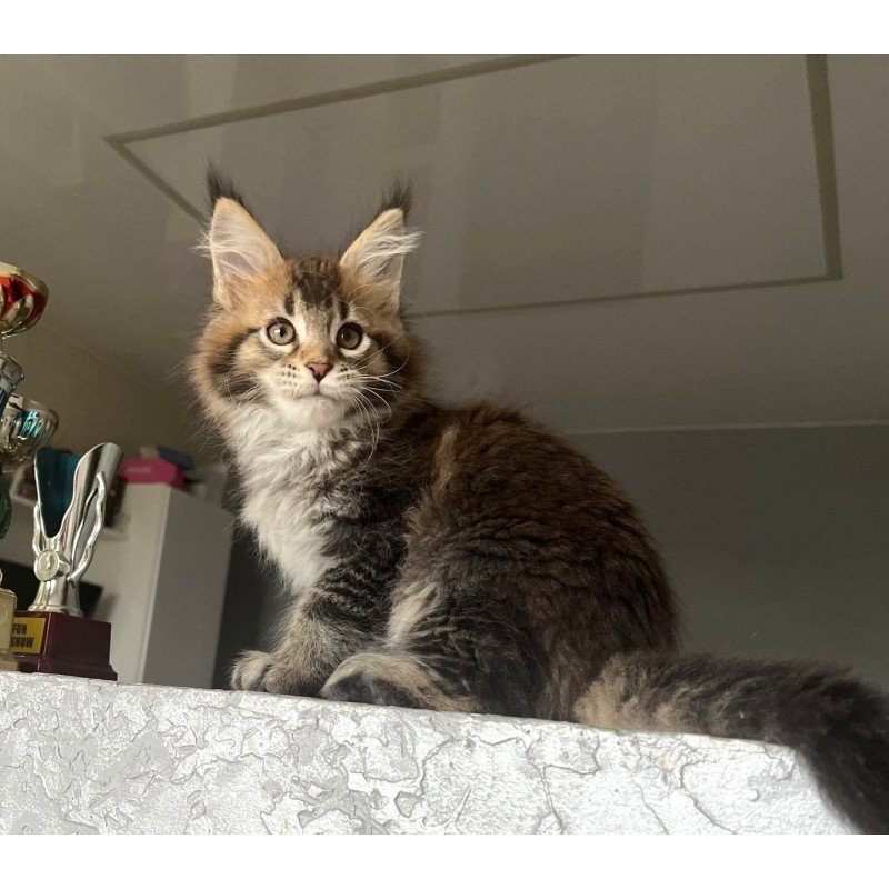 Maine Coon NOV Xakim