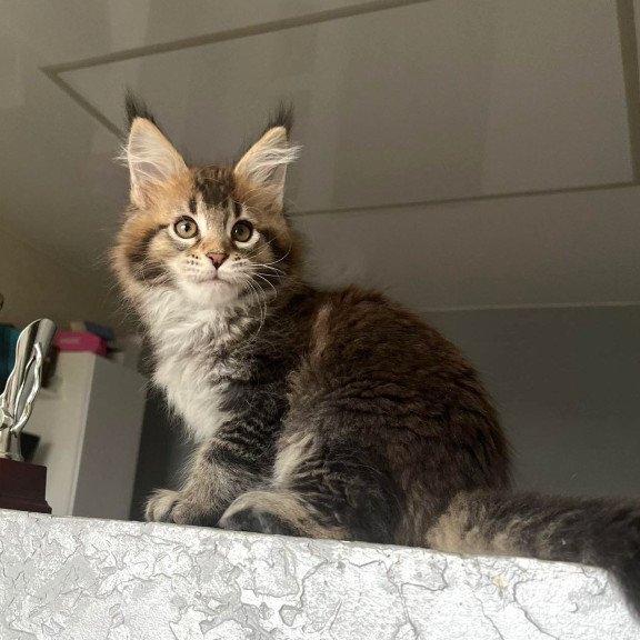 Maine Coon NOV Xakim