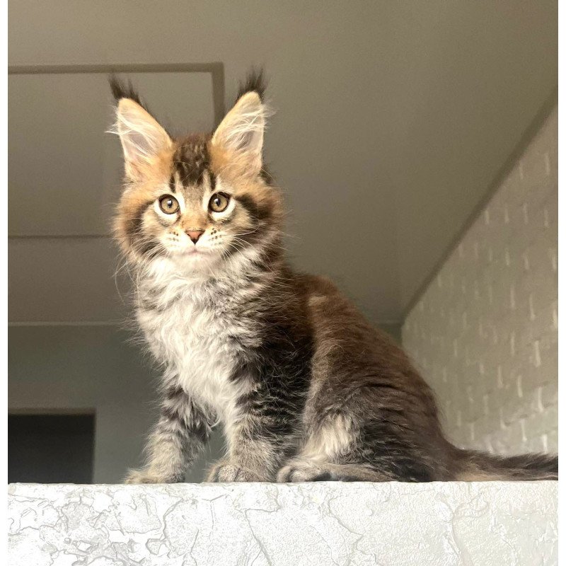 Maine Coon NOV Xakim