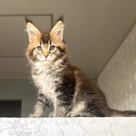 Maine Coon NOV Xakim