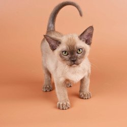Burmese NOV Zair