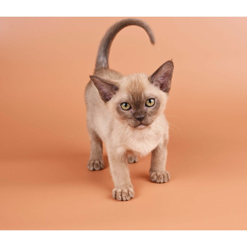 Burmese NOV Zair