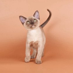Burmese NOV Zair