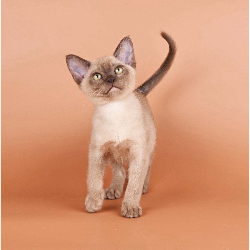Burmese NOV Zair