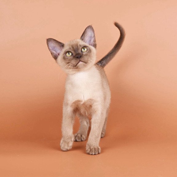 Burmese NOV Zair