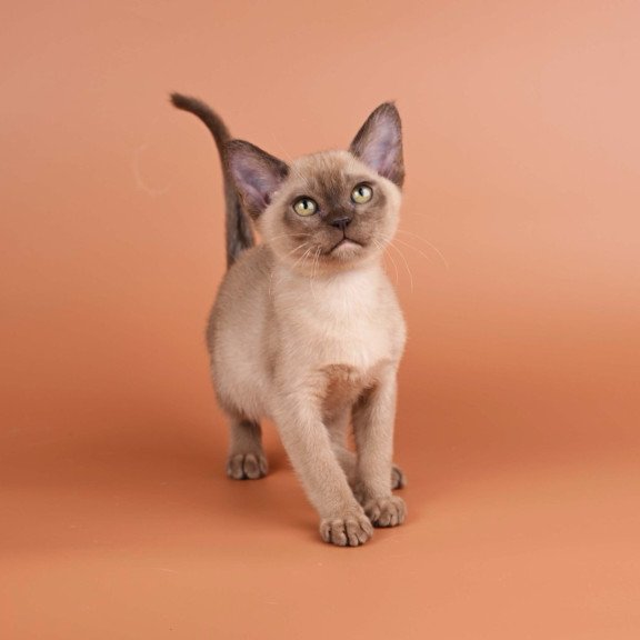 Burmese NOV Zair