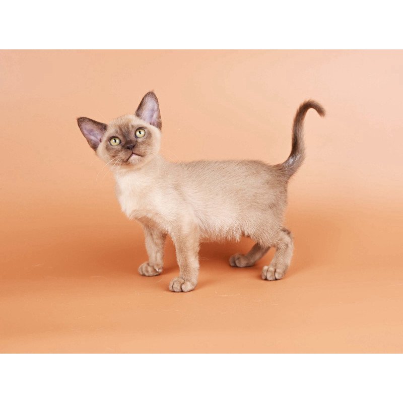 Burmese NOV Zair