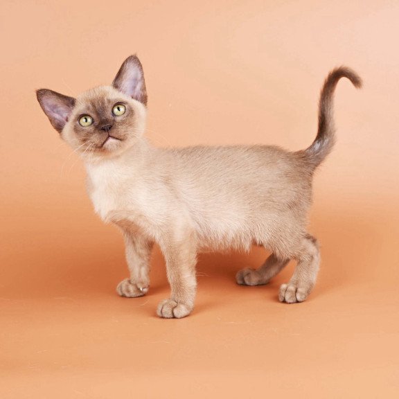 Burmese NOV Zair