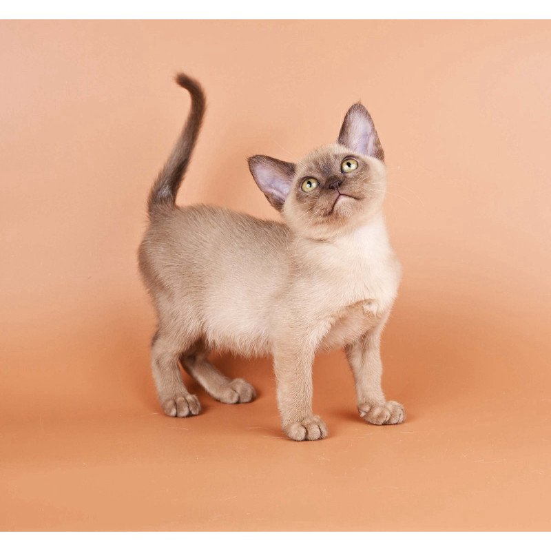 Burmese NOV Zair
