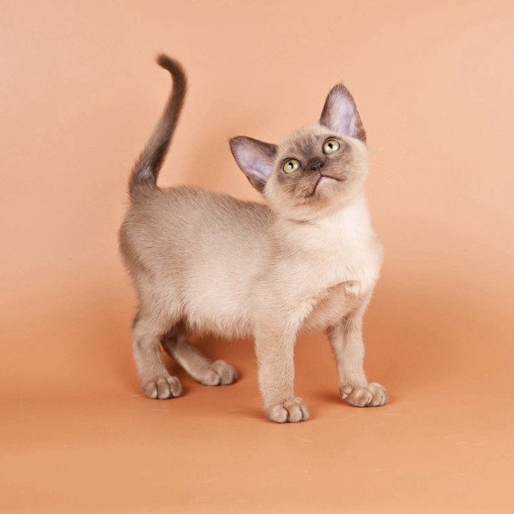 Burmese NOV Zair