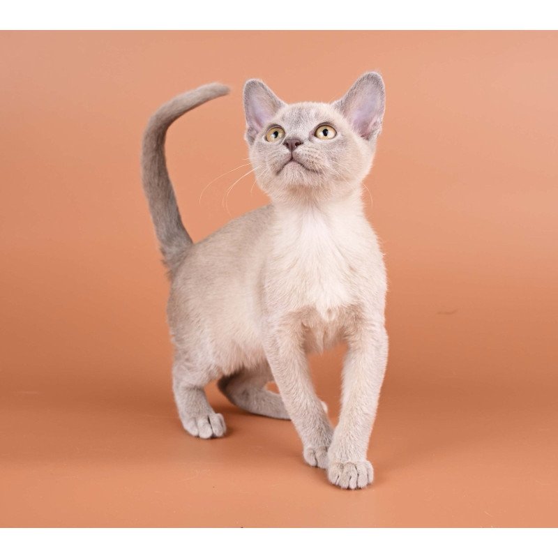 Burmese NOV Zarden