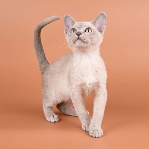 Burmese NOV Zarden