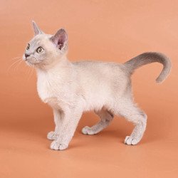 Burmese NOV Zarden