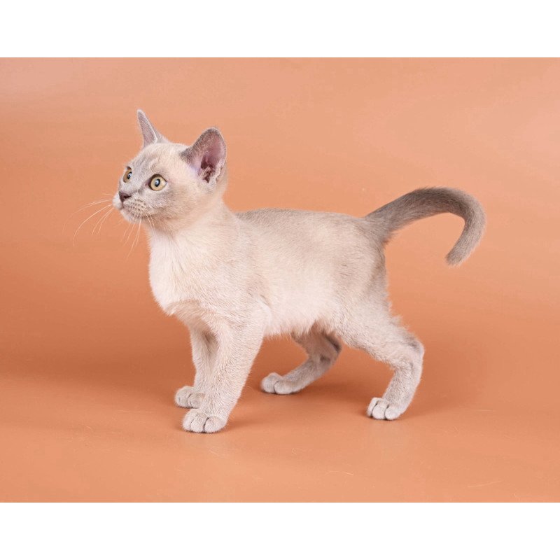 Burmese NOV Zarden