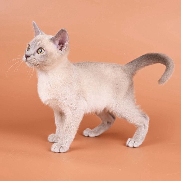 Burmese NOV Zarden